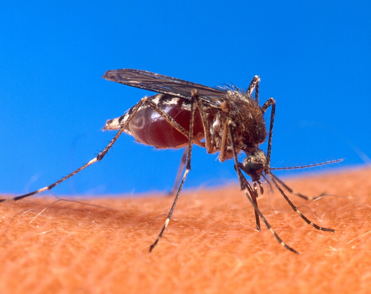 Mudanças climáticas ampliam áreas de dengue e preocupam por outras doenças no Brasil