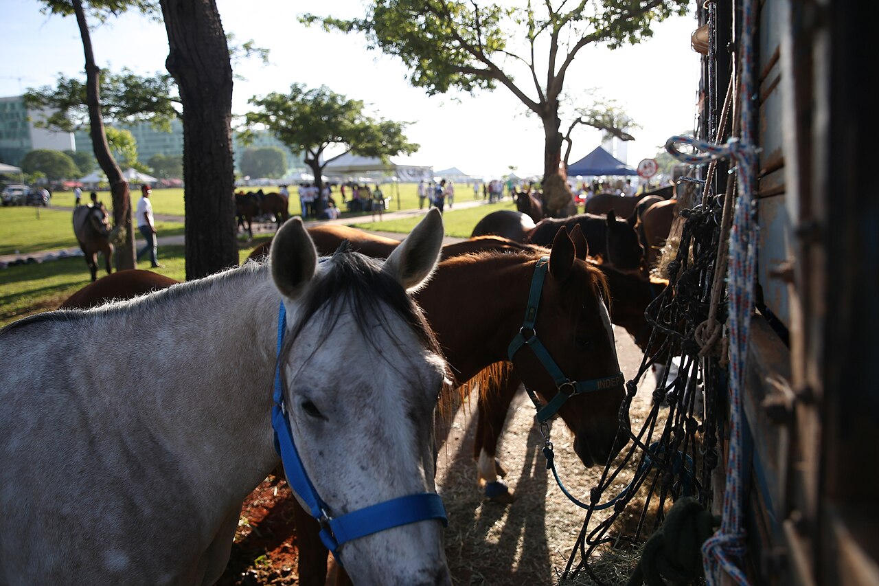 Henrique, da dupla com Juliano, cai do cavalo em vaquejada em Garanhuns (PE)